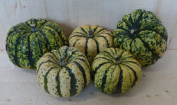 Lil pumpkemon sierkalebas 1 stuk groen met strepen