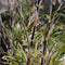 Plant in a Box - Bamboe - Set van 3 - Fargesia nitida 'Black Dragon' - Hoogte 25-40cm - ⌀14cm