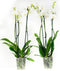 Phalaenopsis Wit – ↨ 60cm – ⌀ 12cm