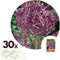 Plant in a Box - Allium Christophii x30 - Bloembollen - Sierui - Paars - Hollandse bollen