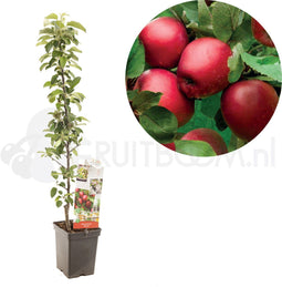 Malus dom. Redcats zuilvorm
