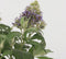 Plant in a Box - Buddleja Candy Little Lila - Buddleja davidii - Vlinderstruik Winterhard - Paarse bloemen - Pot 19cm - Hoogte 30-40cm