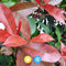 Photinia Fraseri 'Red Robin' - Glansmispel - Kant-en-Klaar Haag - 120 x 180 cm