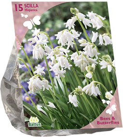 Baltus - Bees & Butterflies Scilla Hispanica Wit per 15 bloembollen
