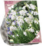 Baltus - Bees & Butterflies Scilla Hispanica Wit per 15 bloembollen