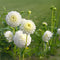 Plant in a Box - Dahlia 'Boom Boom' - set van 3 - zomerbloeiers - dahliaknollen - tuinbloemen - Wit
