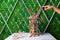 Ugears Houten Modelbouw - Toren Windmolen