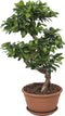 Goed & Groen - Ficus Gin Seng Bonsai - ↨ 70cm - Potmaat 27 - Exclusieve Kwaliteit Planten - Kamer Plant - Kamerplanten - Sfeer - Interieur