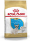 Royal Canin French Bulldog Junior 3 KG