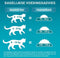 Purina ONE Sterilcat - Kattenvoer Droogvoer - Rund & Tarwe - 3 kg