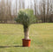 Gewone palmlelie Yucca rostrata h 145 cm st. h 65 cm