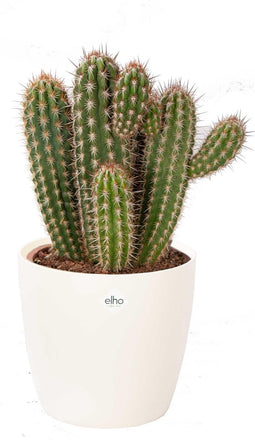 Cactus van Botanicly – Pilosocereus Gounelii incl. crème kleurig bloempot als set – Hoogte: 50 cm – Pilosocereus Gounelii