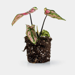 Caladium Purple Light - Plant - 15cm