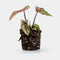 Caladium Purple Light - Plant - 15cm