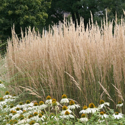 Calamagrostis acutiflora 'Karl Foerster' - Struisriet - Planthoogte: 20 cm - Pot Ø 11 cm (1 liter)