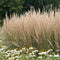 Calamagrostis acutiflora 'Karl Foerster' - Struisriet - Planthoogte: 20 cm - Pot Ø 11 cm (1 liter)