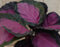 Calathea Crimson Pauwenplant Klein