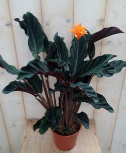 Calathea Crocata