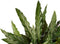 Calathea Elgergrass ↨ 50cm - hoge kwaliteit planten