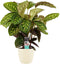 Calathea Flamestar met Elho brussels soap ↨ 70cm - hoge kwaliteit planten