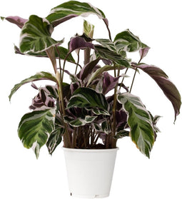 Calathea Fusion White - Luchtzuiverend - Kamerplant - Pot 14cm - Hoogte 30-40cm