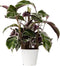 Calathea Fusion White - Luchtzuiverend - Kamerplant - Pot 14cm - Hoogte 30-40cm