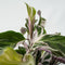 Calathea Fusion White - Luchtzuiverend - Kamerplant - Pot 14cm - Hoogte 30-40cm