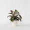 Calathea Fusion White - Luchtzuiverend - Kamerplant - Pot 14cm - Hoogte 30-40cm