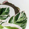 Calathea Fusion White - Luchtzuiverend - Kamerplant - Pot 14cm - Hoogte 30-40cm
