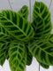 Calathea groen blad rode pot 40 cm