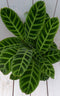 Calathea groen blad taupe pot 40 cm