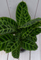 Calathea groen blad zwarte/antraciete hoge pot 50 cm