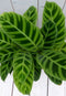 Calathea groen blad zwarte/antraciete pot 40 cm