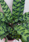 Calathea Insigne Pauwenplant Stippen 30cm