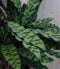 Calathea Insigne Pauwenplant Stippen 60cm