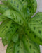 Calathea Leopardina Pauwenplant lichtgroen smal blad 30 cm