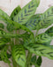 Calathea Leopardina Pauwenplant lichtgroen smal blad 60 cm