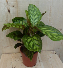 Calathea Makoyana Pauwenplant lichtgroen groot blad 30 cm