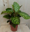 Calathea Makoyana Pauwenplant lichtgroen groot blad 30 cm