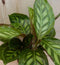 Calathea Makoyana Pauwenplant lichtgroen groot blad 30 cm