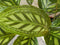 Calathea Makoyana Pauwenplant lichtgroen groot blad 60 cm