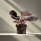 Calathea makoyana | Terrariumplant | Ø6 - 15 cm
