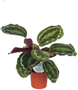 Calathea Medaillon ↨ 60cm - hoge kwaliteit planten