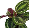 Calathea Medaillon ↨ 60cm - hoge kwaliteit planten