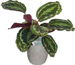 Calathea Medaillon in Mica sierpot Jimmy (lichtgrijs) ↨ 60cm - hoge kwaliteit planten