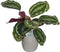Calathea Medaillon in Mica sierpot Jimmy (lichtgrijs) ↨ 60cm - hoge kwaliteit planten