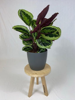 Calathea Medaillon met ElhoBrussels 30 antraciet ↨ 80cm - hoge kwaliteit planten