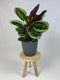 Calathea Medaillon met ElhoBrussels 30 antraciet ↨ 80cm - hoge kwaliteit planten