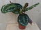 Calathea Medaillon Pauwenplant donkergroen groot blad 30 cm