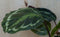 Calathea Medaillon Pauwenplant donkergroen groot blad 30 cm